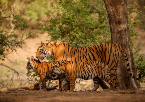 Ranthambore